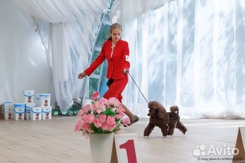 Карликовый пудель