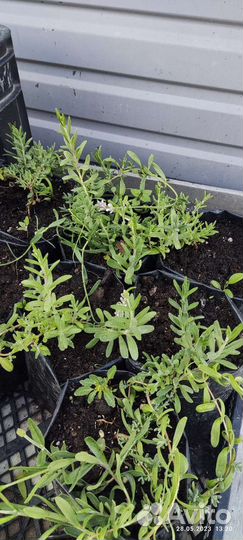 Лаванда Элеганс Пинк