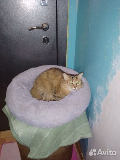 Кошки в добрые руки бесплатно