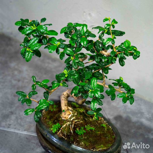 Дерево Бонсай - Кармона, цветущее дерево 15 лет