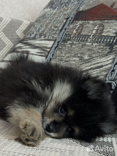 Померанский шпиц