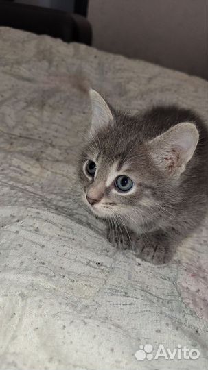 Котята в дар мальчик и девочка