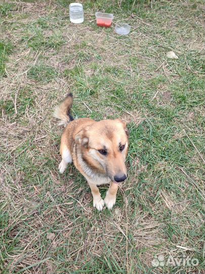 Щенки в добрые руки