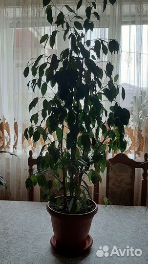 Фикус бенджамина