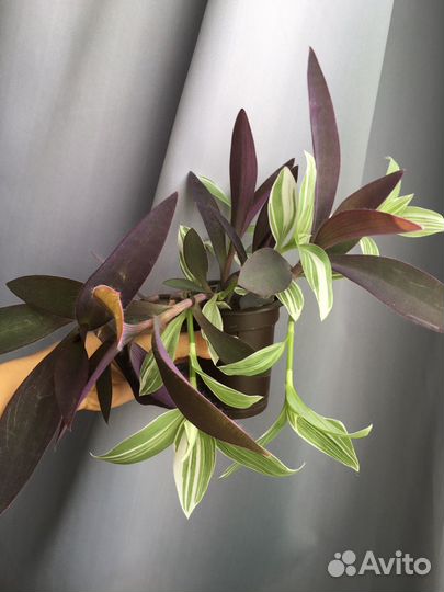 Комнатные растения традесканция, фикус, пеперомия