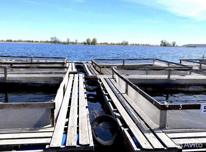 Садок для выращивания рыбы