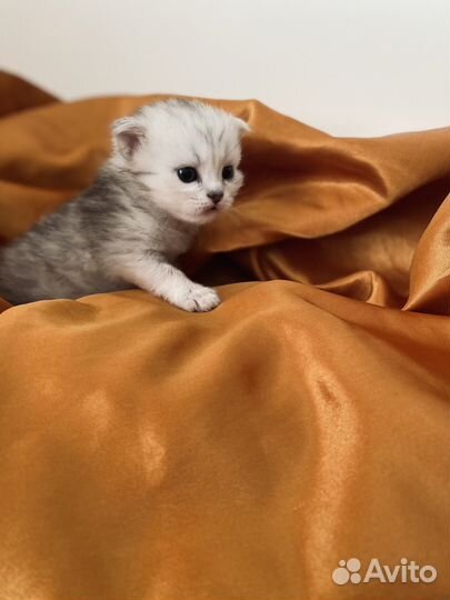 Британская серебристая шиншилла