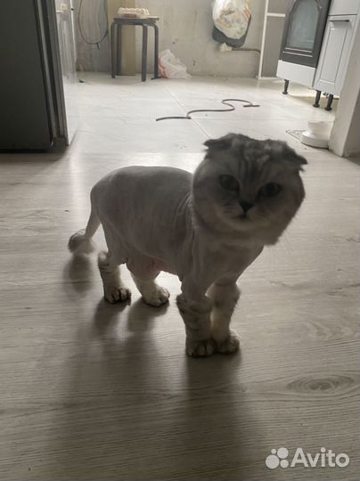 Шотландский кот