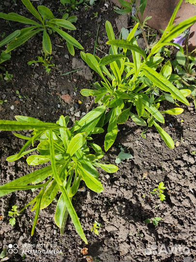 Колокольчик