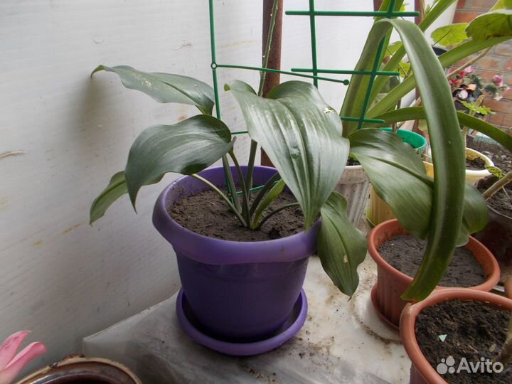 Герань,молочай,сансевиерия,фикус,диффенбахия