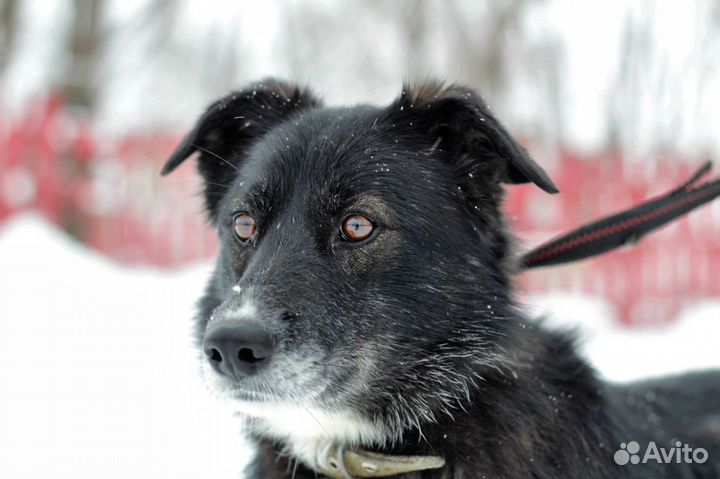 Веселая Джуси