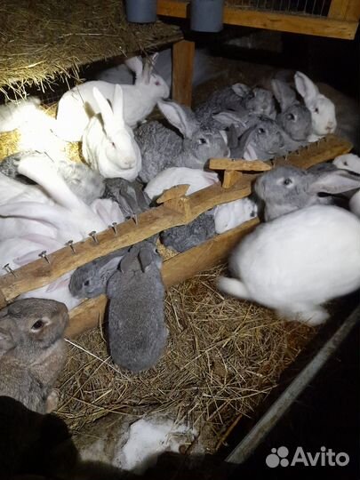 Продам крольчих и кролов