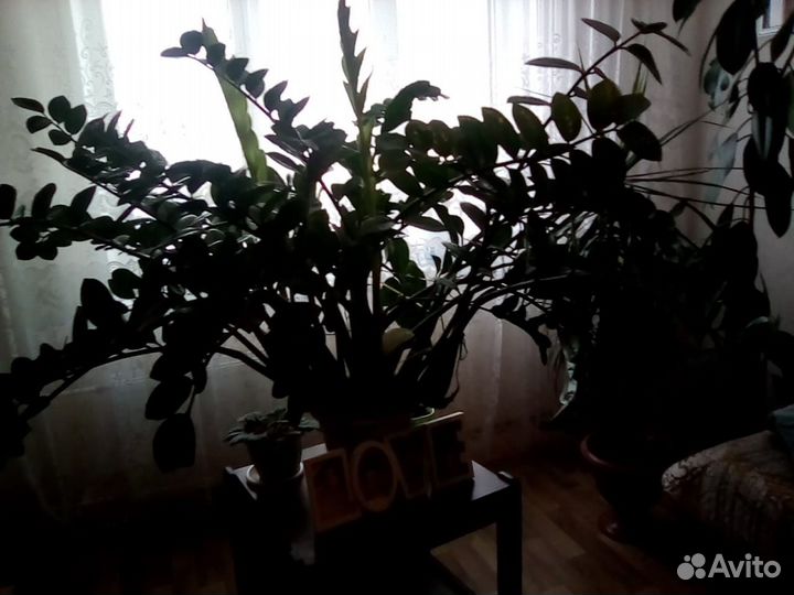 Замиокулькас