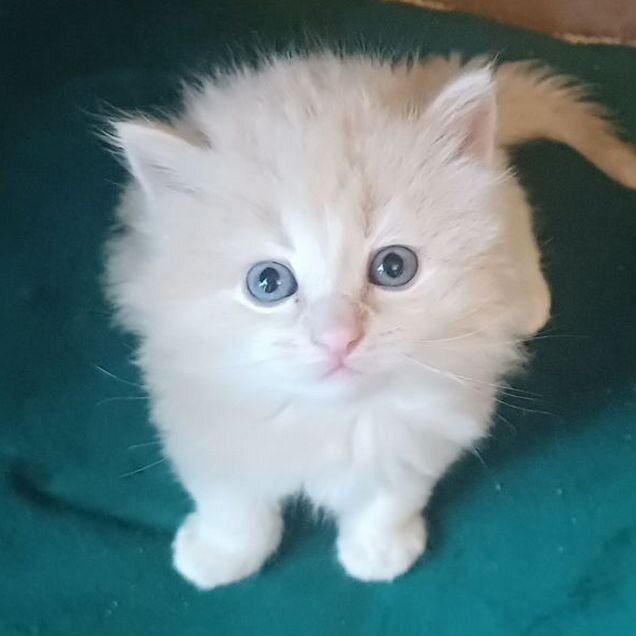 Сибирский котёнок