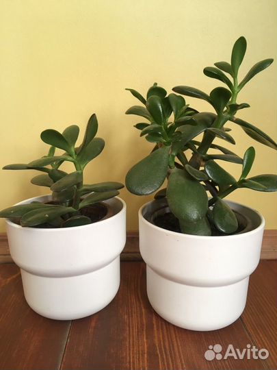 Комнатные растения