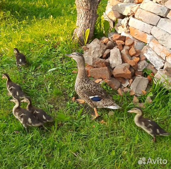 Утки кряквы подсадные утки