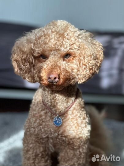 Малый пудель вязка