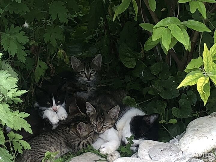Отдам котенка в добрые руки