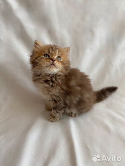 Британский длинношерстный котенок (Хайлендер)