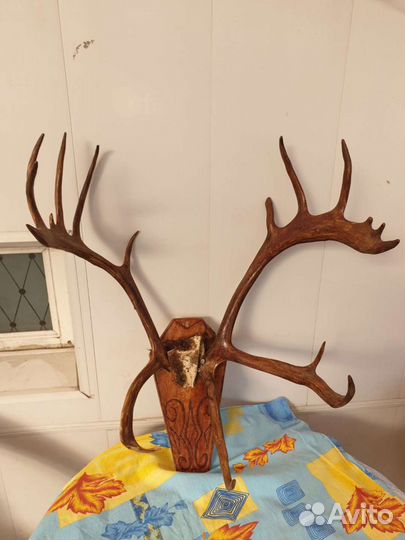 Чучело лося,тура,рога