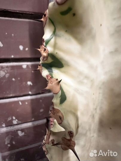 Эуфорбия вариегатная