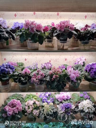 Листочки сортовых фиалок набором