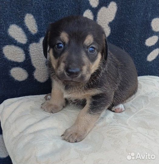 Отдам даром щенка в добрые руки