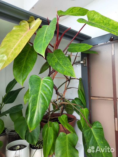 Филодендрон медуза