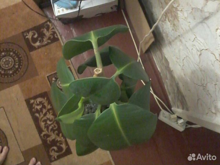 Комнатные цветы