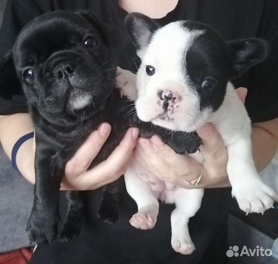 Французский бульдог щенки
