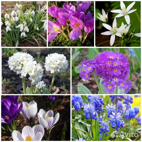 Первоцветы, Почвопокровники, Хризантемы, Гвоздики