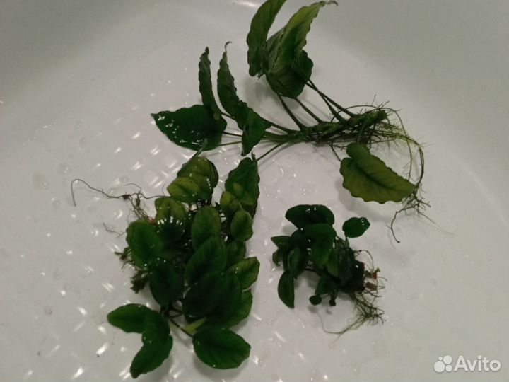 Растения для аквариума