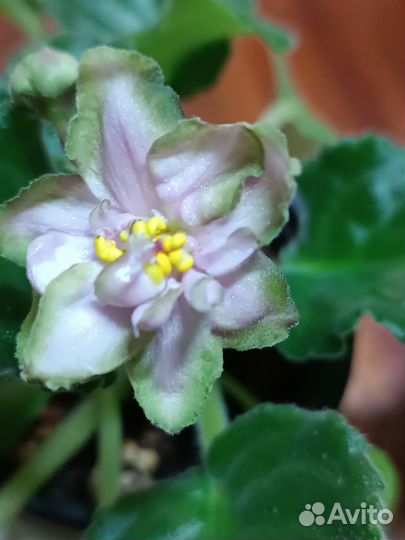 Фиалки сортовые