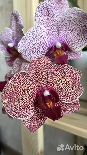 Орхидея фаленопсис Sesame