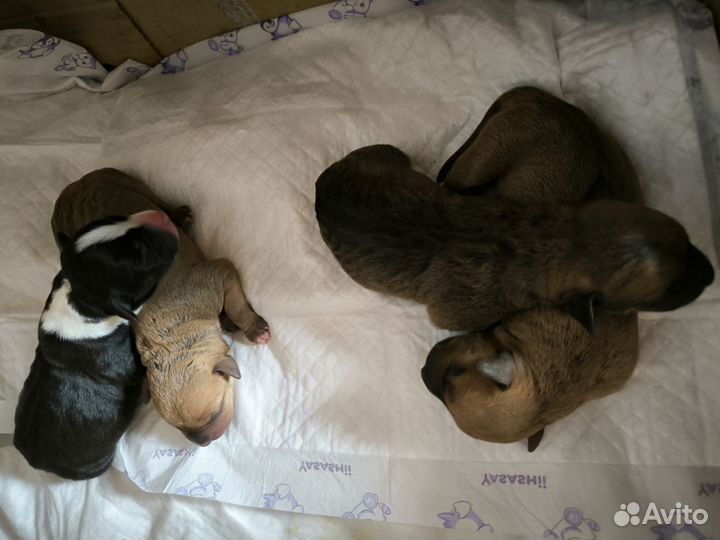 Питбуль щенки