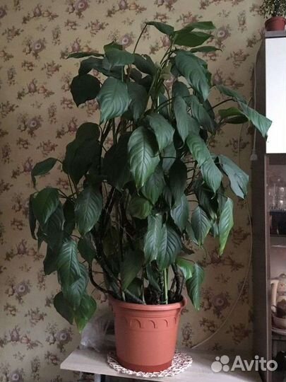 Аглаонема скромная
