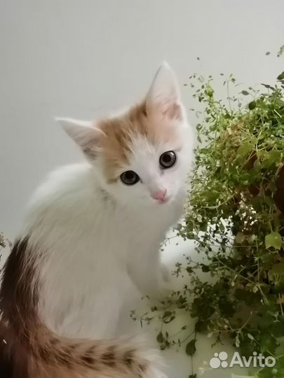 Котенок в добрые руки