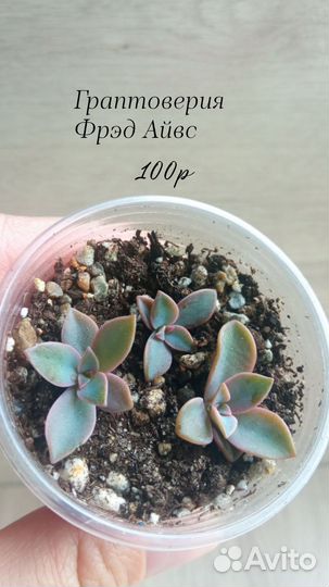 Суккуленты, наборы и поштучно