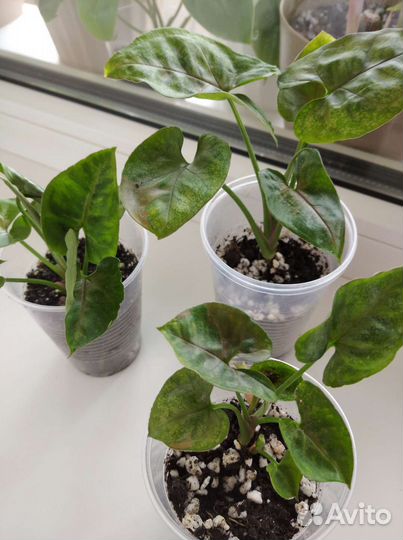 Сингониумы и сциндапсус