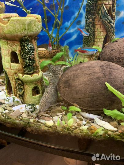 Продам аквариумных рыбок