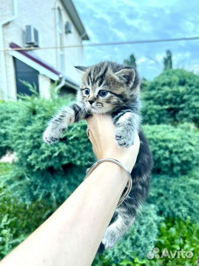 Плюшевые котята