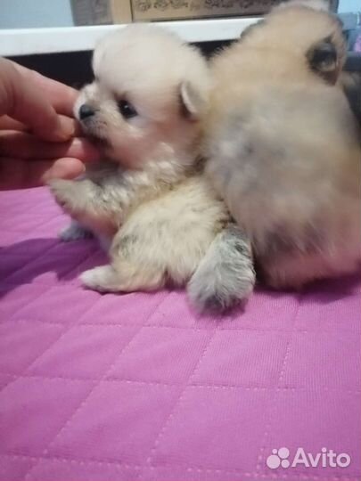 Щенок шпица