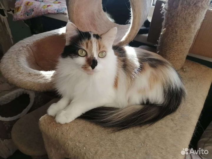 Клео, кошка
