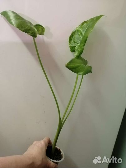 Цветы комнатные