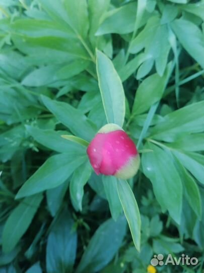 Букет из пионов