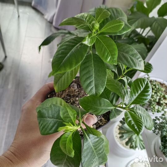 Гардения жасминовидная