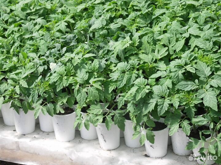 Рассада помидор