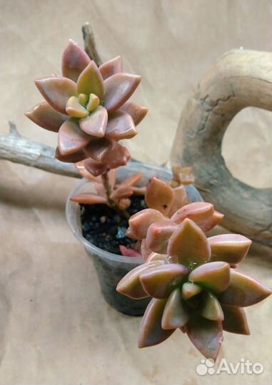 Немного седумов 10 сортов