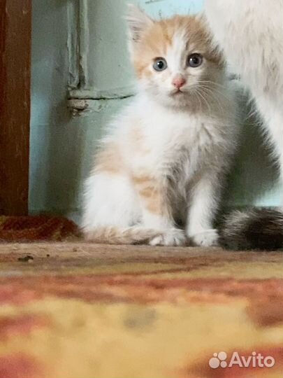 Отдам в добрые руки котенка