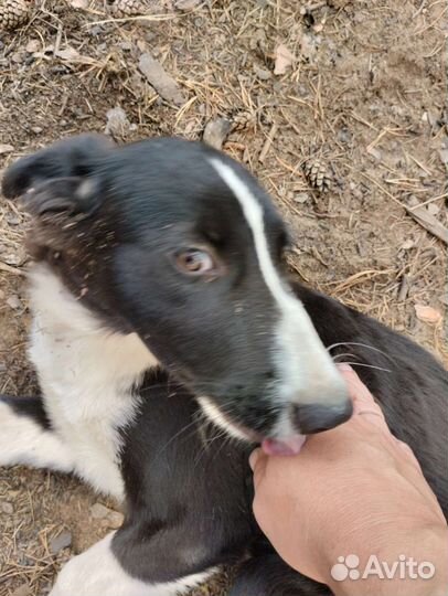 Щенки в добрые руки